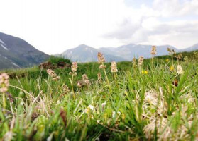 SPEICK — сила природы